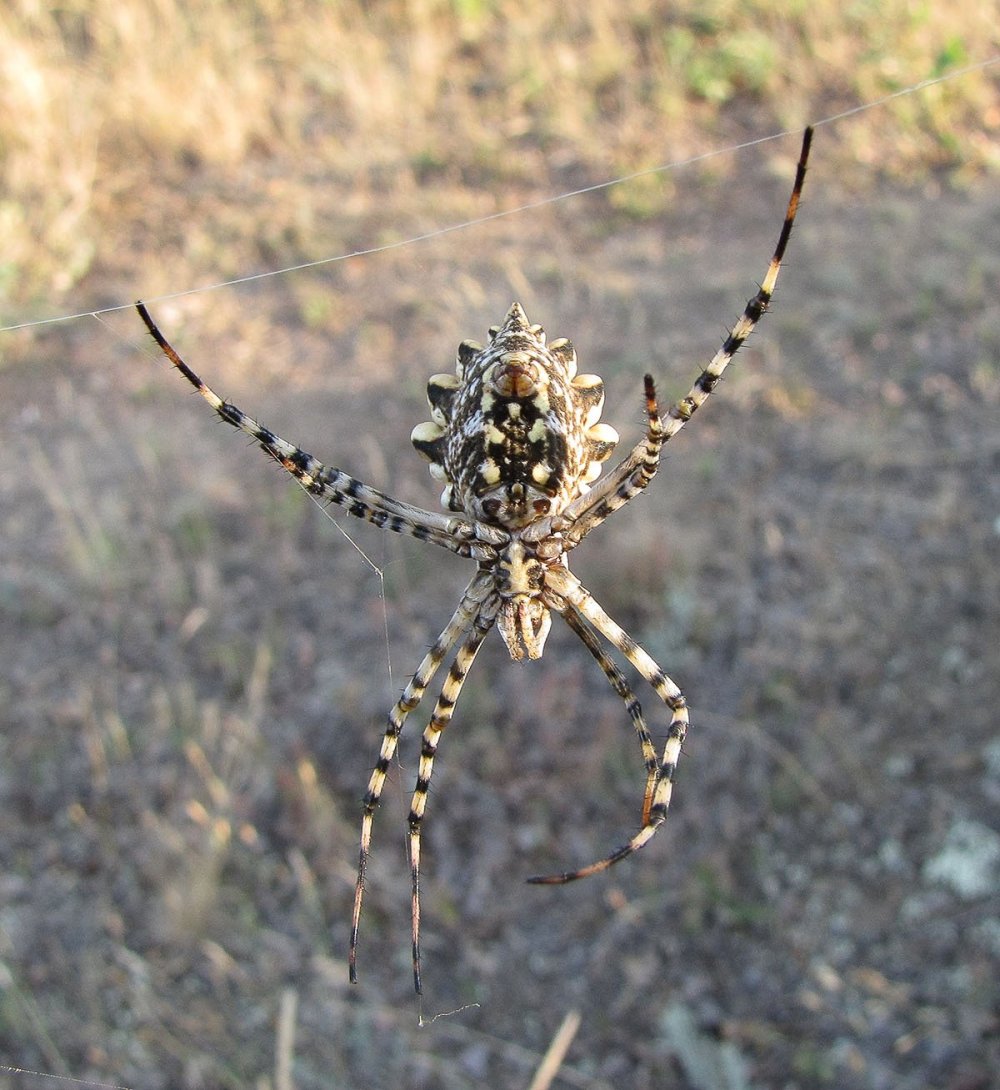 Ядовитые пауки Ставропольского края