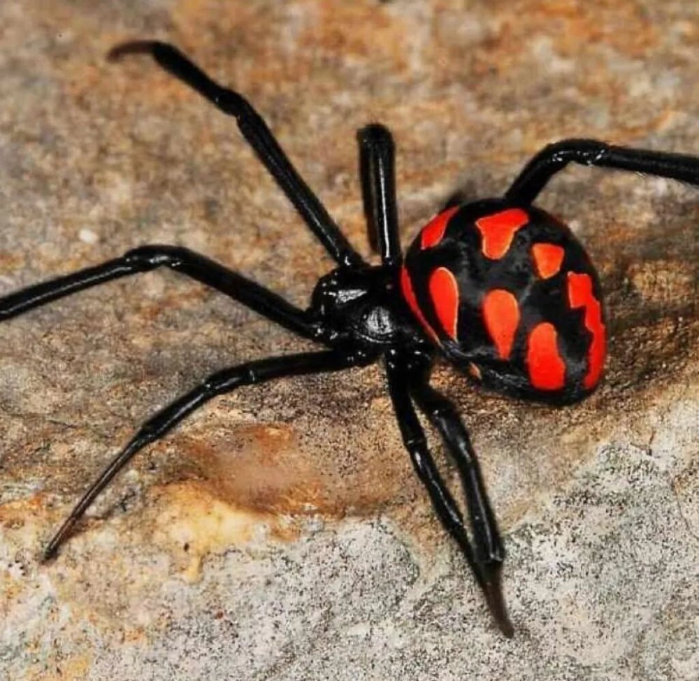 Красноспинный паук Австралия