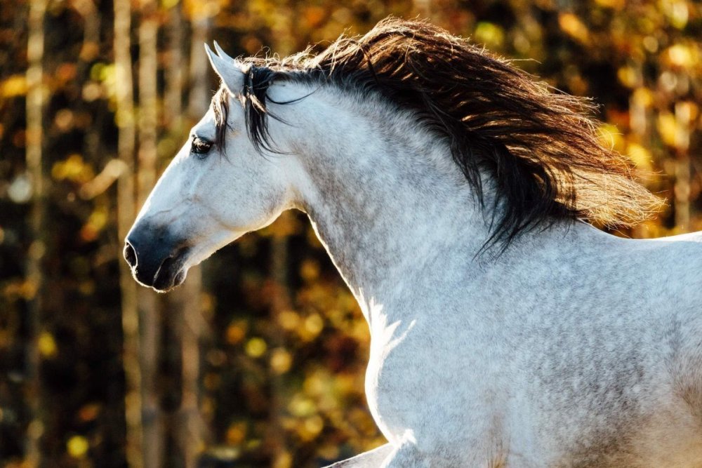 Серебристо-Буланая масть лошади
