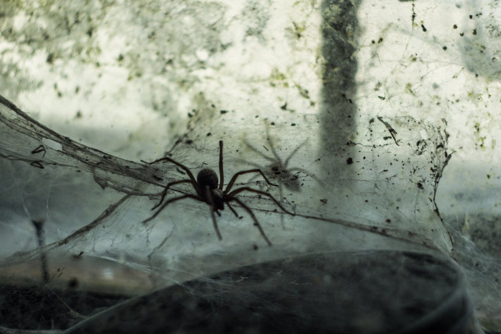 Черный подвальный паук