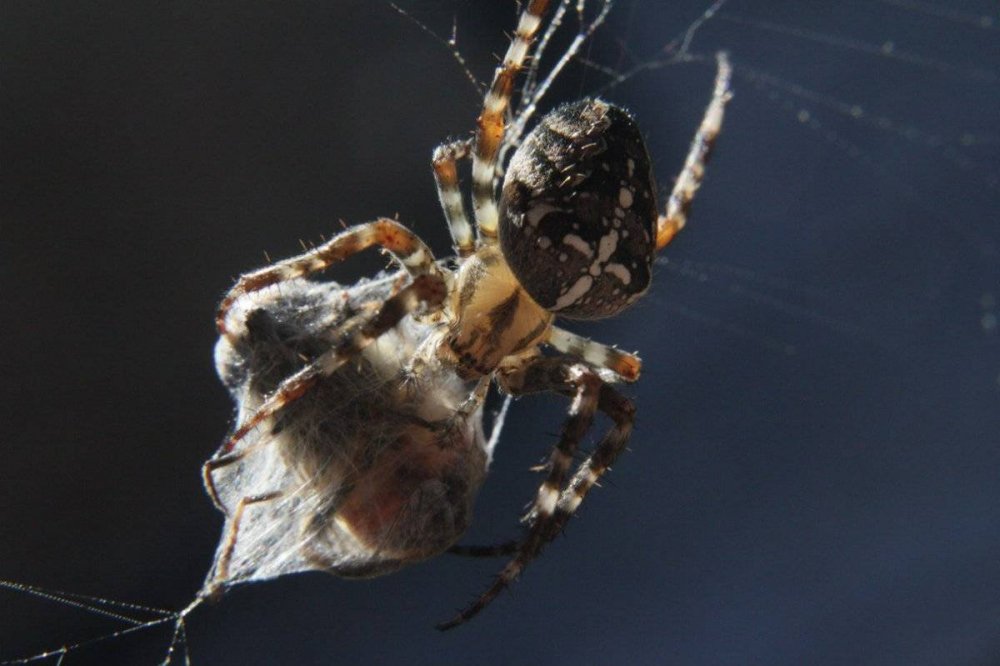 Ядовитые пауки в Ленинградской области