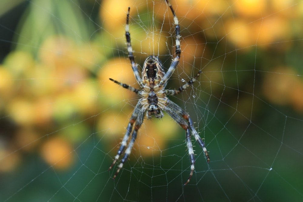 Астраханский паук Южнорусский Тарантул