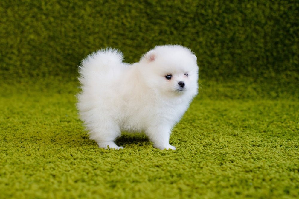 Teacup Pomeranian порода собак