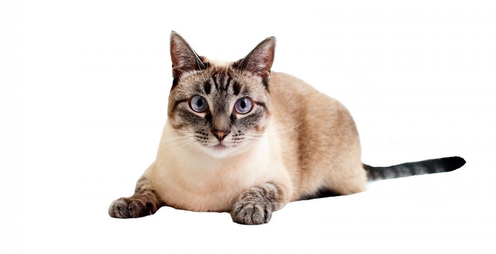 Тайская Ориентальная кошка