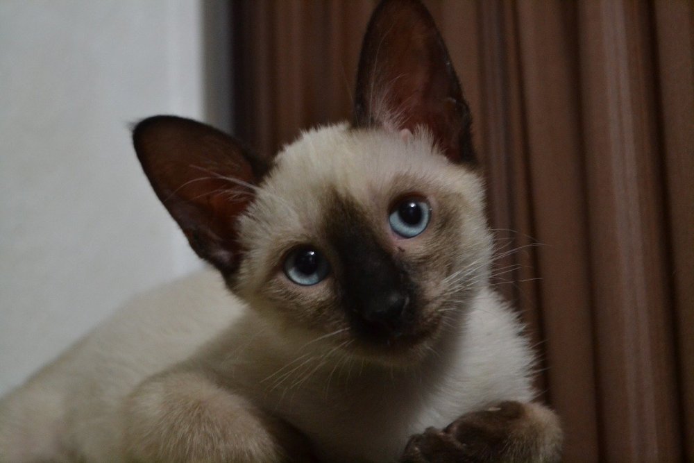 Сиамская голубая кошка