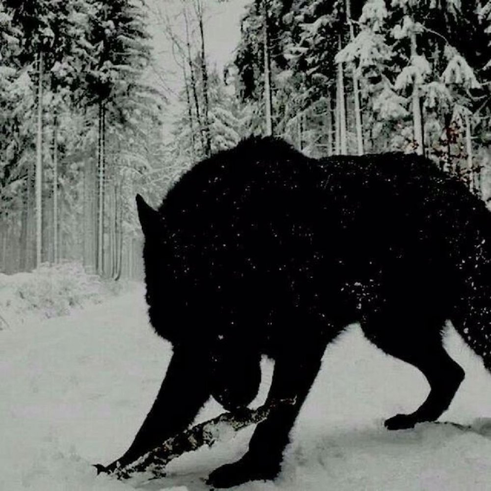 Огромный черный волк