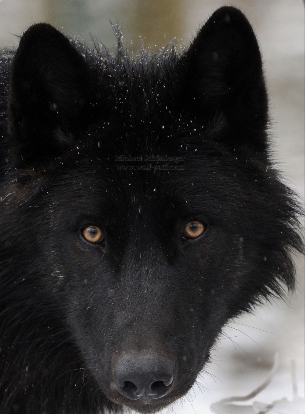 Морда черного волка