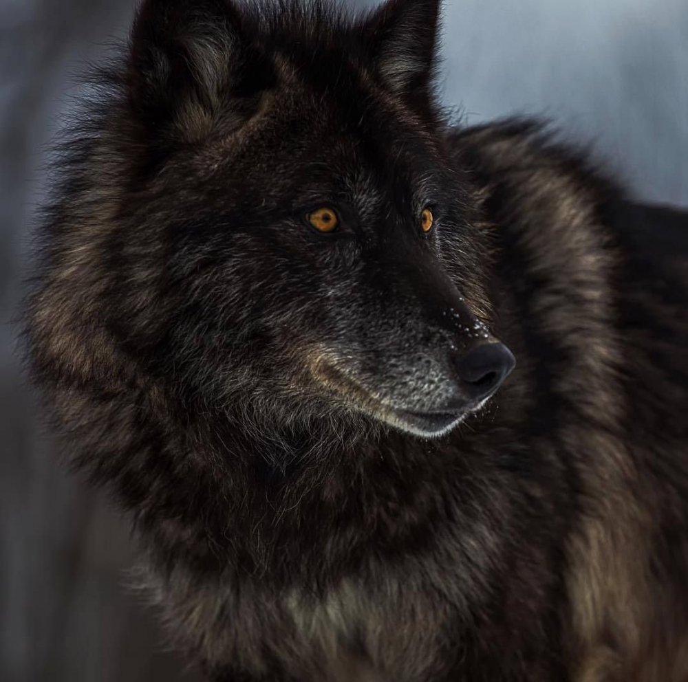 Черный канадский волк Акелла