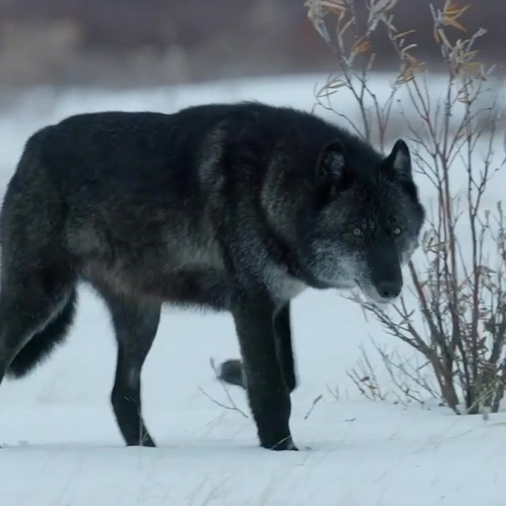 Канадский волк Акелла