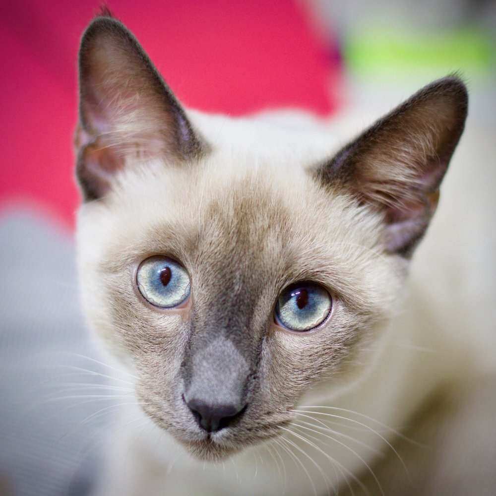 Метис тайской кошки фото