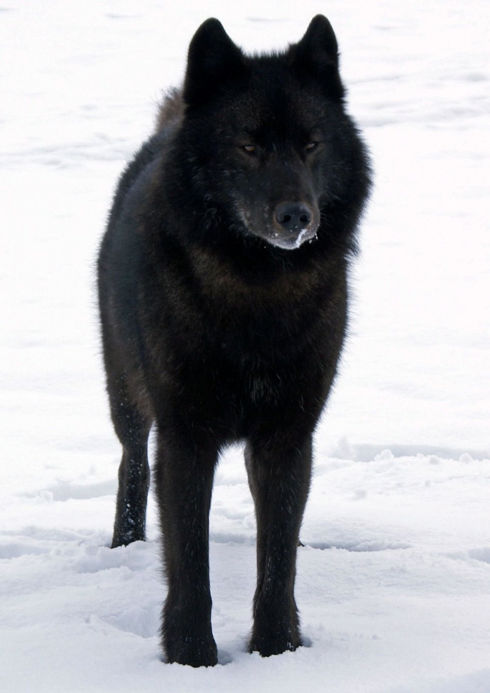Калифорнийский черный волк