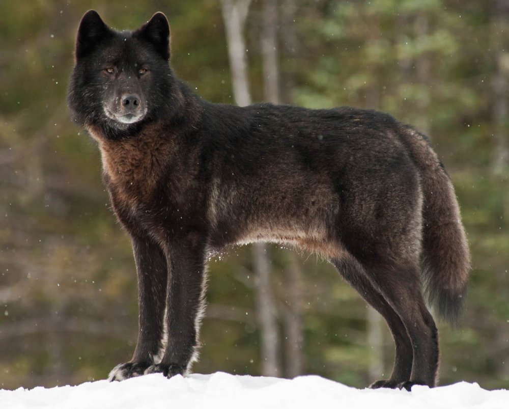 Чёрный канадский волкособ