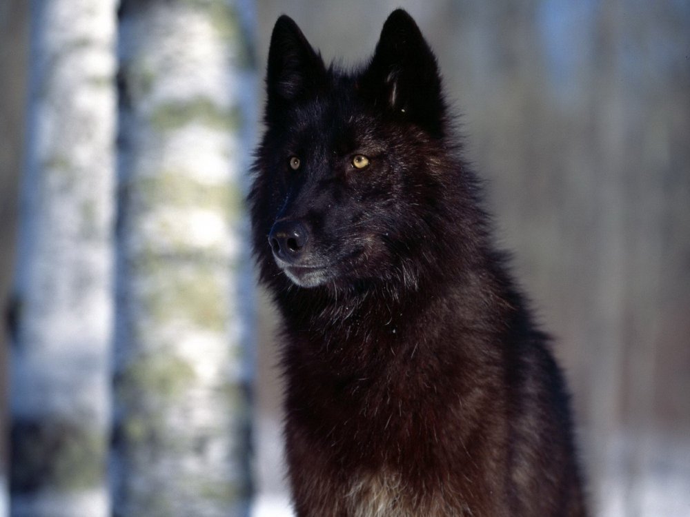 Лирый волк