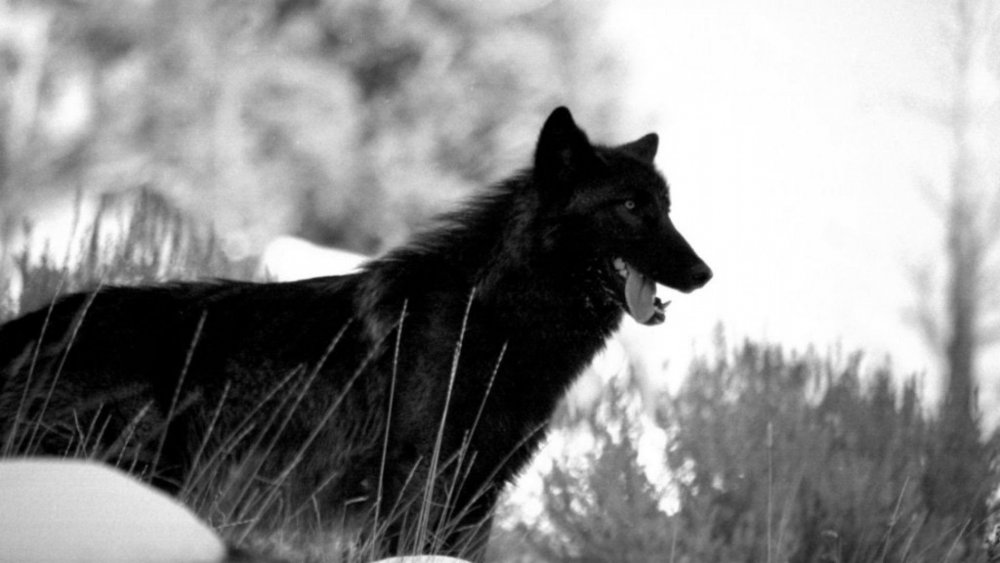 Черный волк меланист