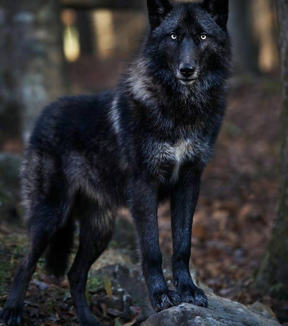 Волкособ канадский волк
