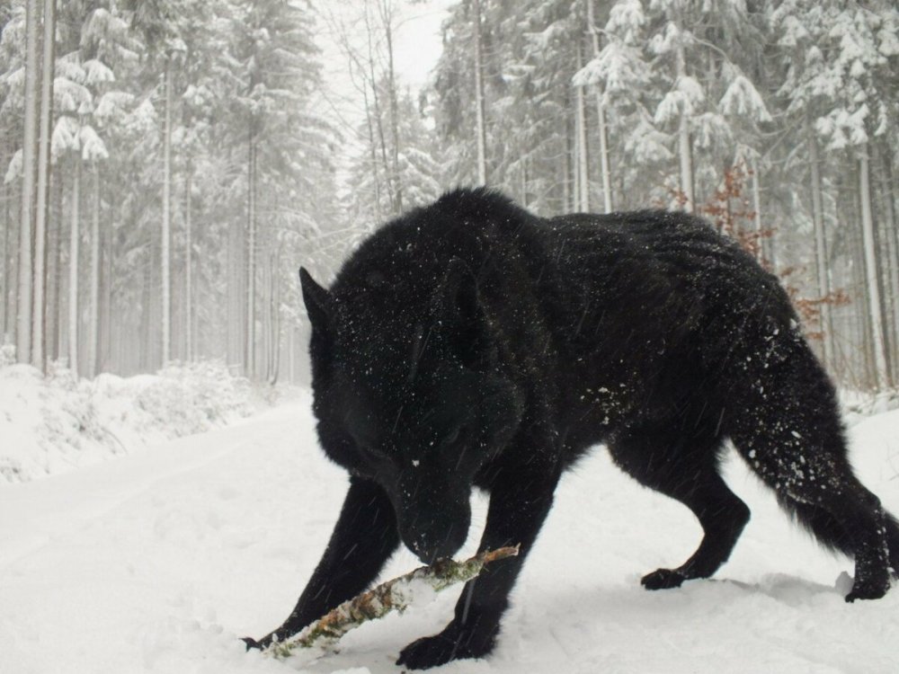 Флоридский чёрный волк