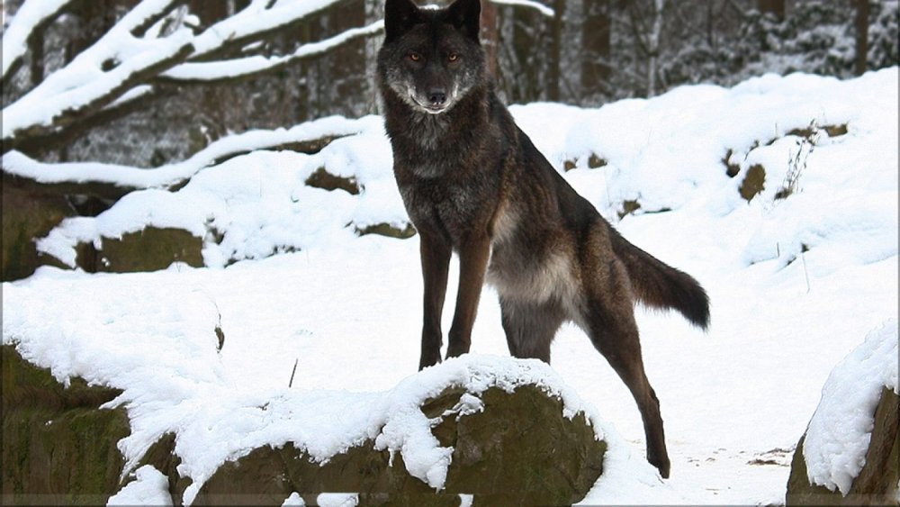 Восхождение черного волка