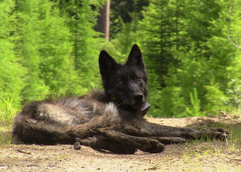 Канадский волк Ченки