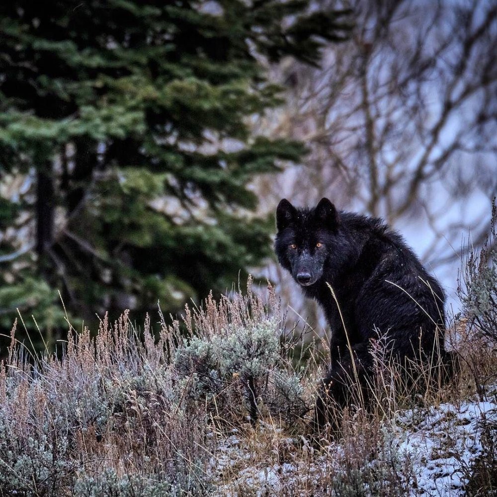 Макензенский волк черный