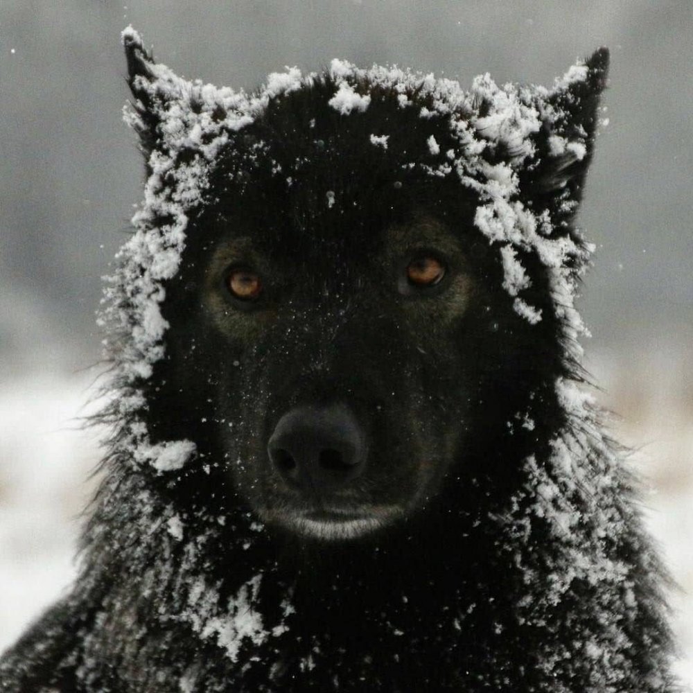 Черный волк смешной