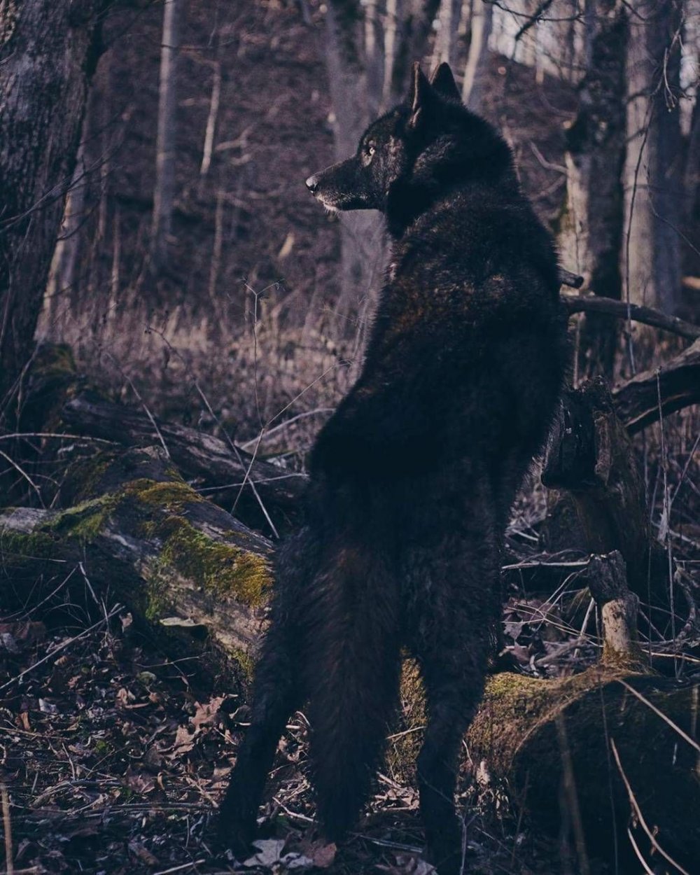 Черный волк Эстетика