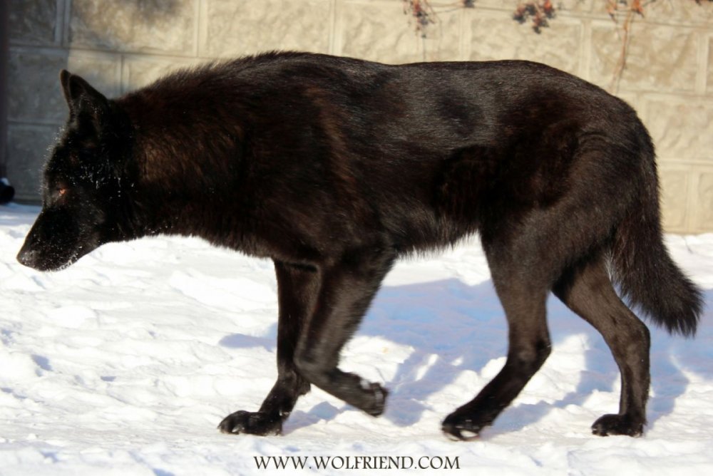 Канадский волк собака
