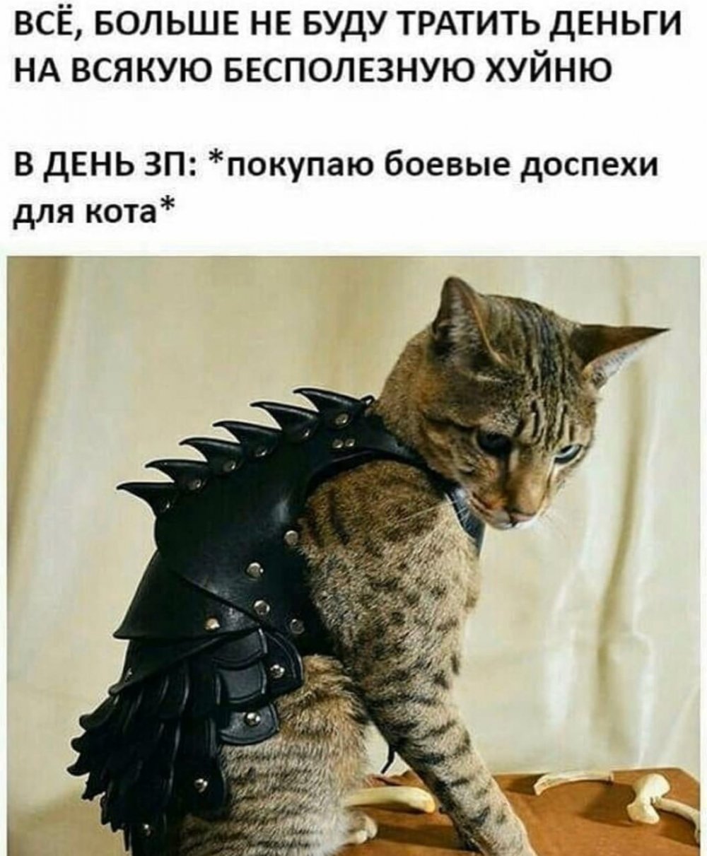 Коты в шлеме рыцарском