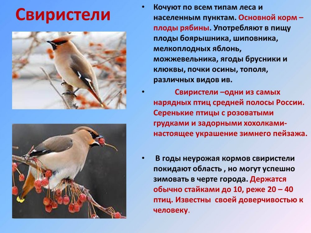 Зимующие птицы России для дошкольников