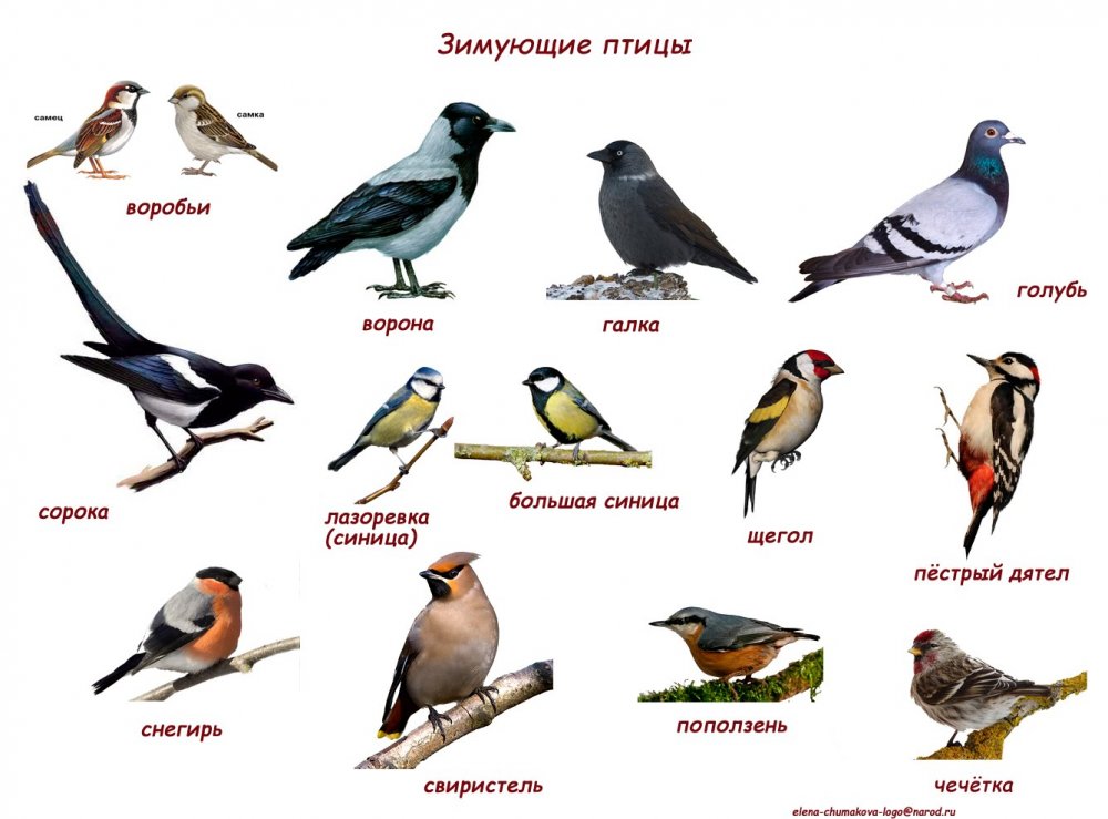 Зимующие птицы средней полосы России и названия