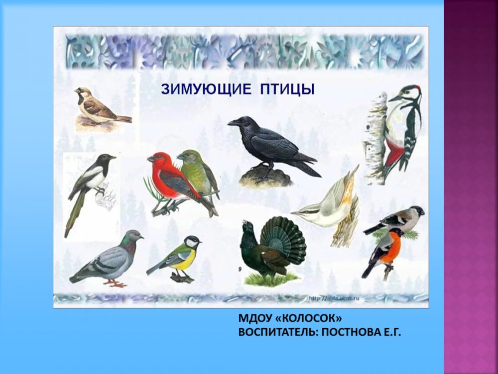 Зимующие птицы и перелетные птицы с названиями для детей
