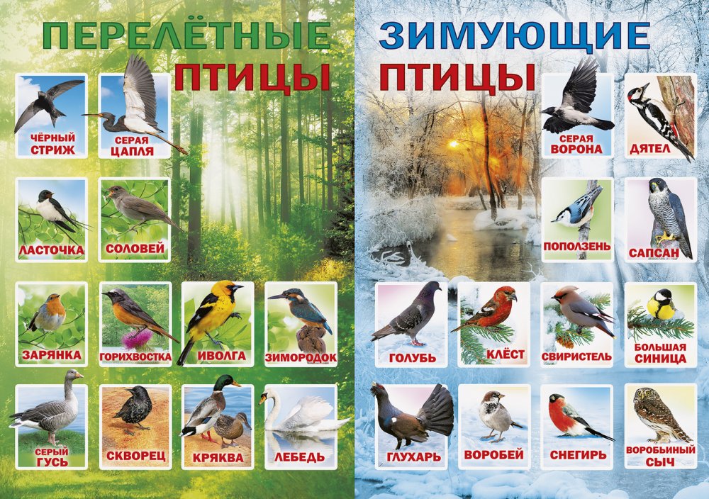 Зимующие птицы и перелетные птицы с названиями для детей
