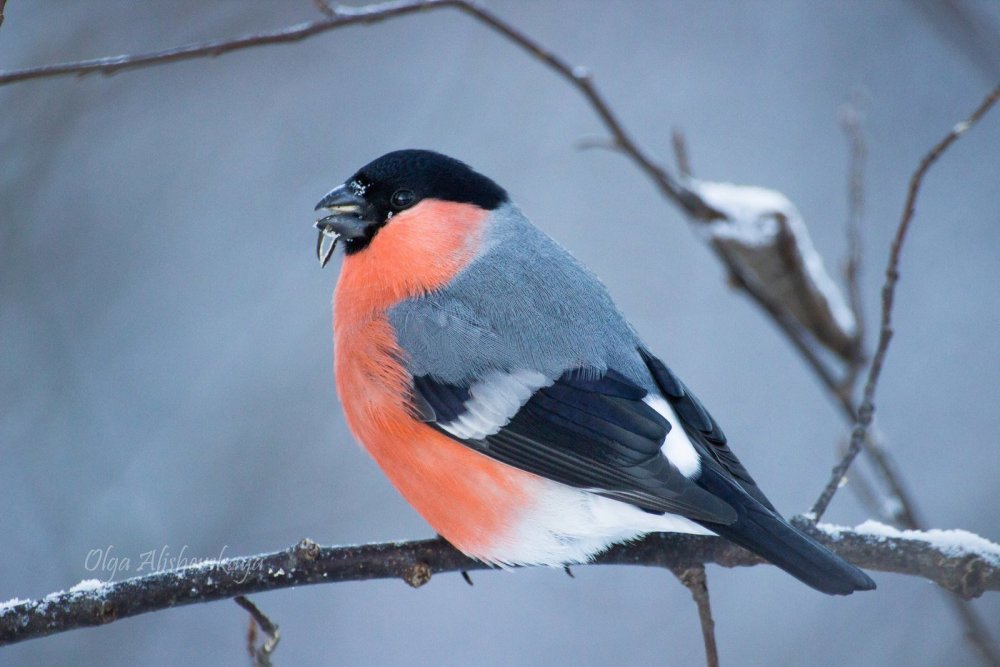 Зимующие и перелетные птицы для дошкольников