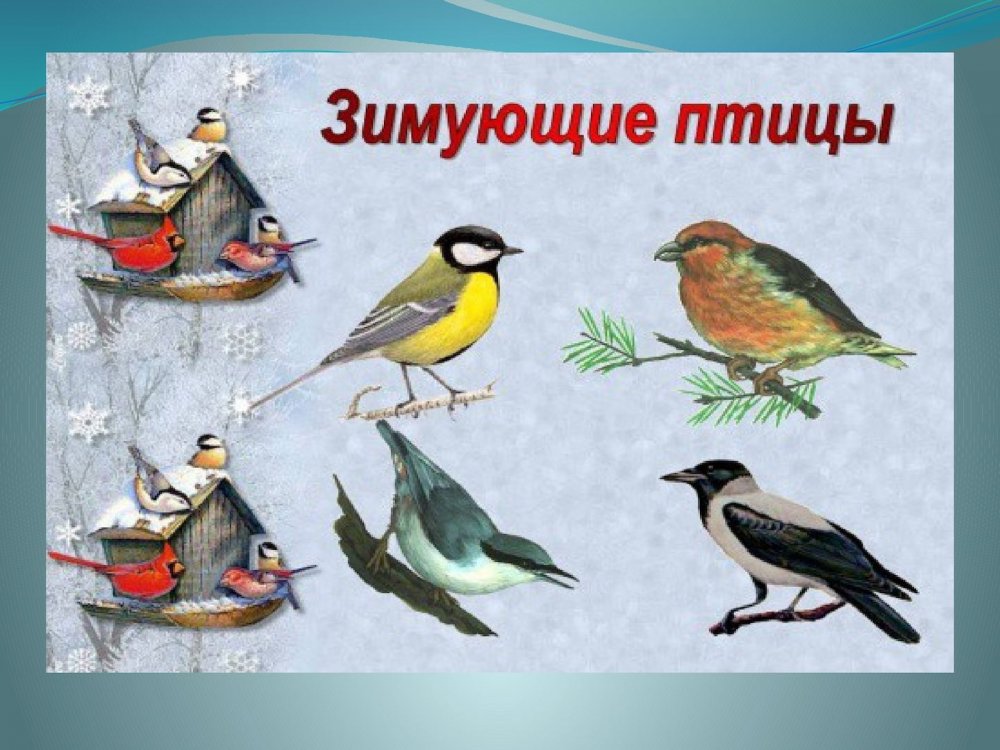 Птицы Дрозд Липецкой области