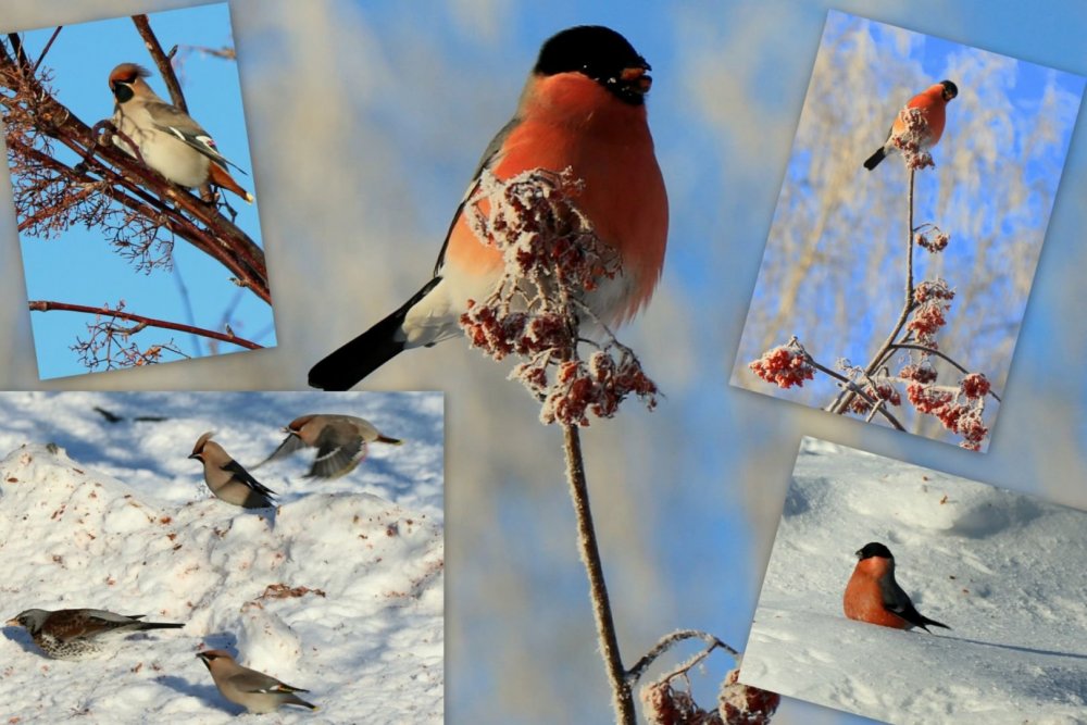 Птицы зимующие в Санкт-Петербурге
