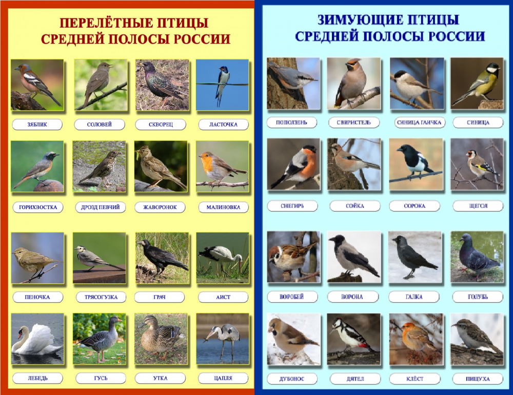 Перечень перелетных и зимующих птиц России