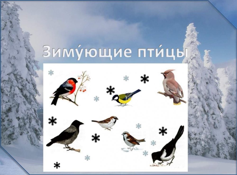 Перелетные и зимующие птицы России