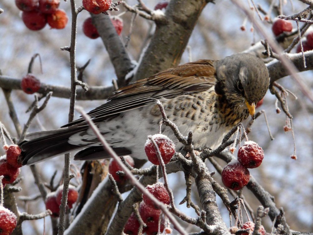 Зимующие птицы корм для птиц