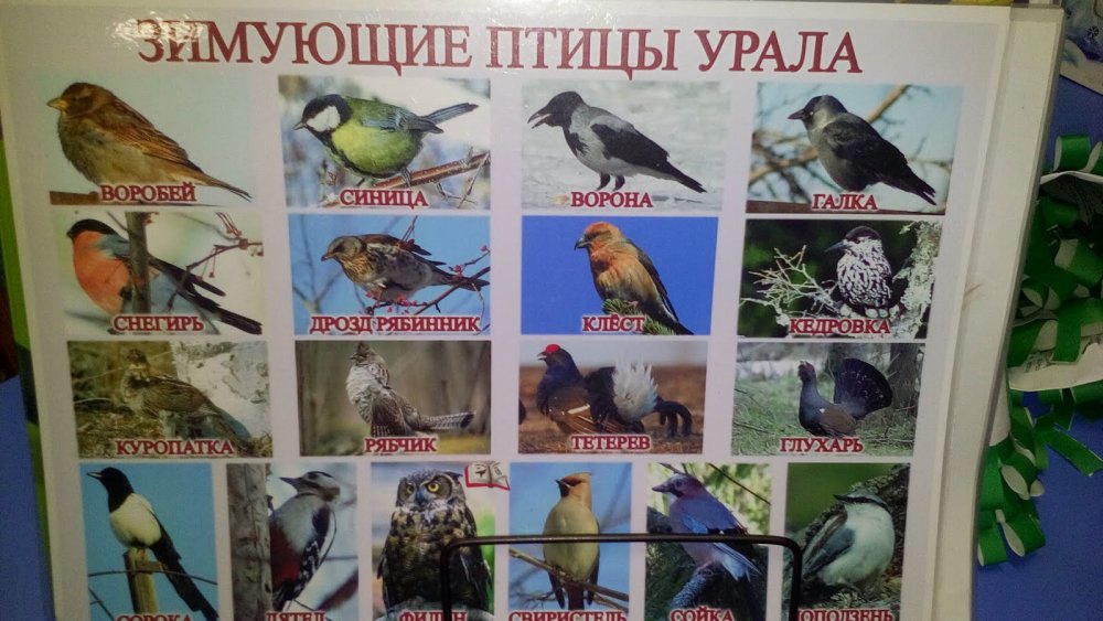 Зимующие птицы Урала