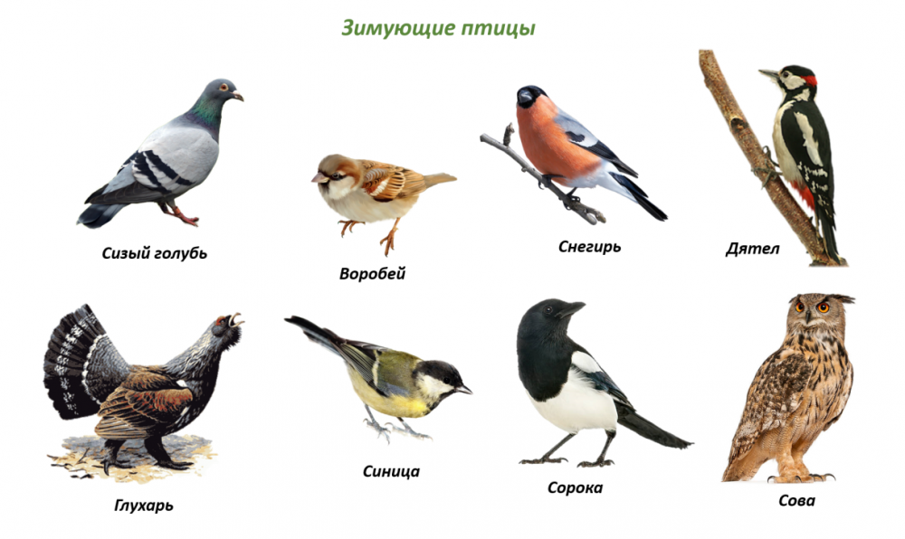 Фотоколлаж зимующих птиц в России