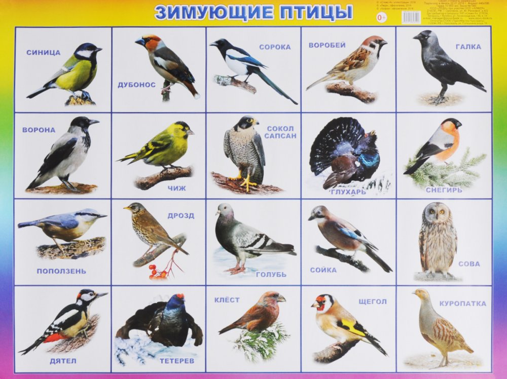 Зимующие птицы Нижегородской области