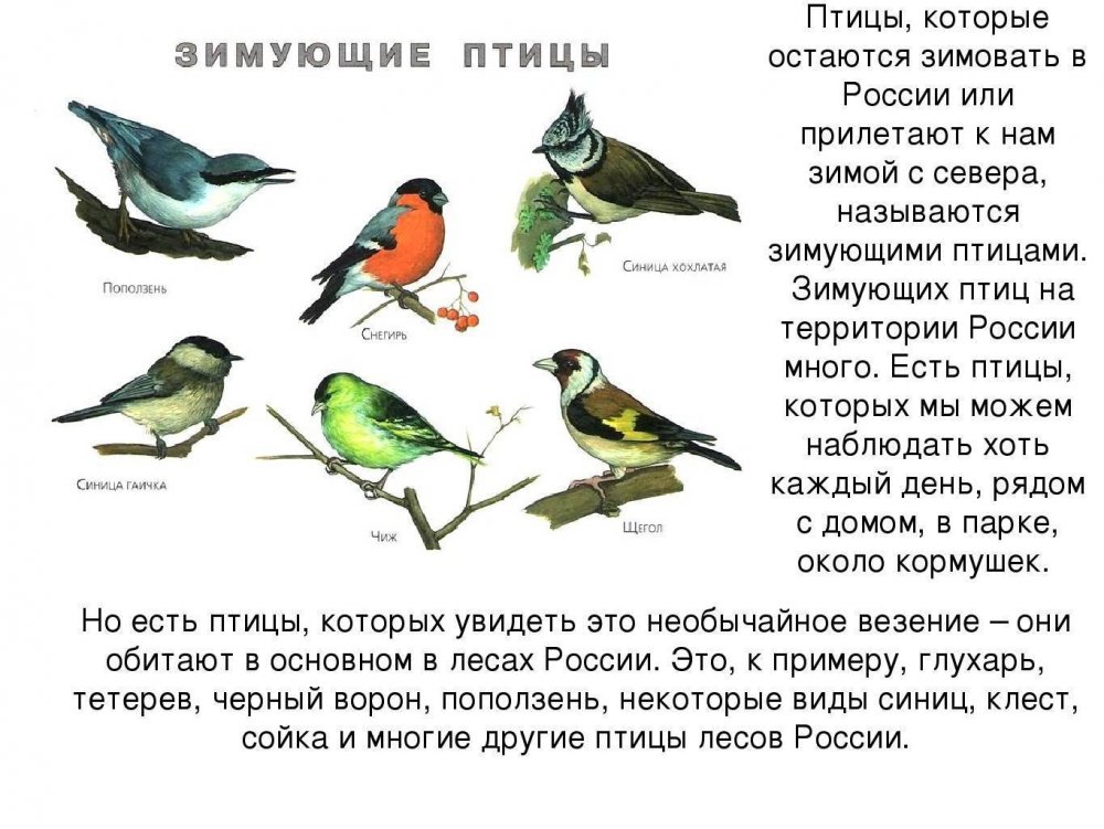 Птицы Урала Снегири