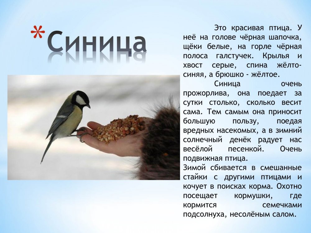 Зимуючі птахи України для дітей