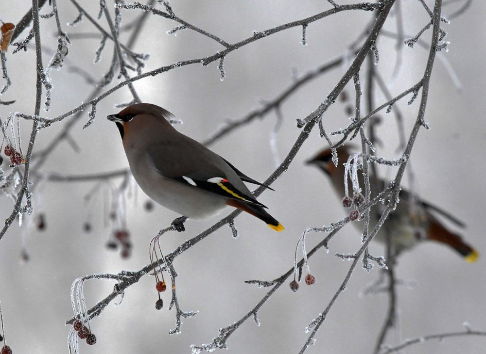 Зимние птицы Крыма