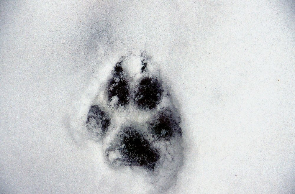 Отпечаток волчьей лапы на снегу