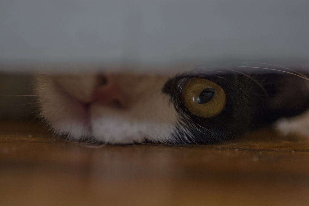 Подглядывающий взгляд кошки