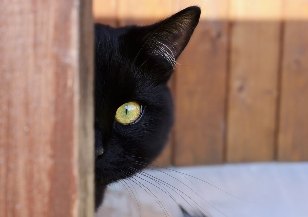 Черный котенок выглядывает из за угла