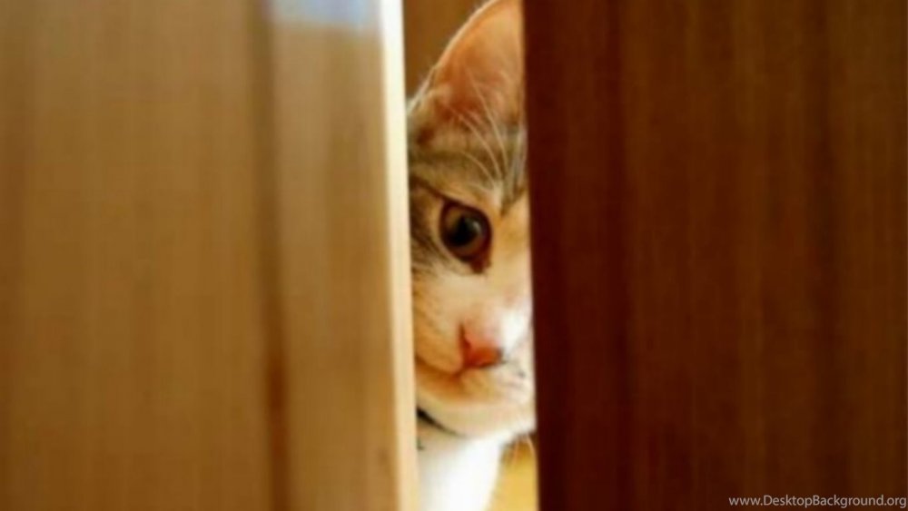 Кот заглядывает в дверь