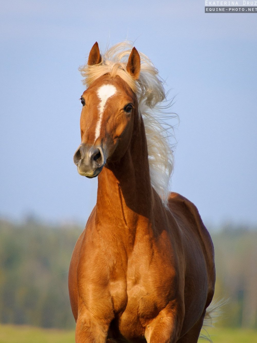 Тракененская лошадь рыжая