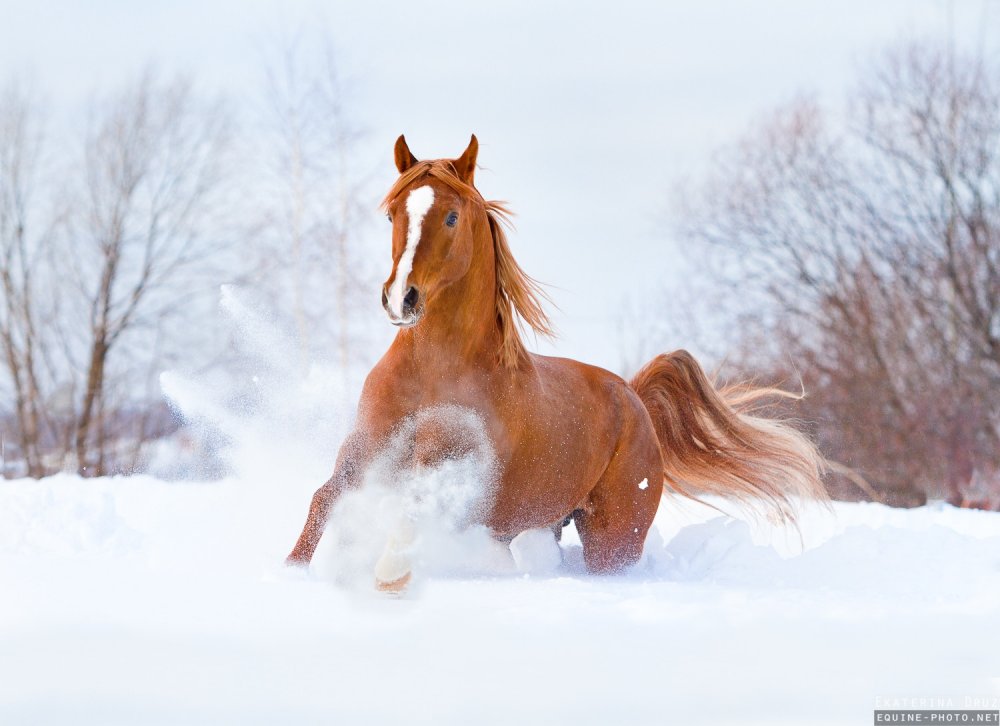 Рыжая лошадь зимой
