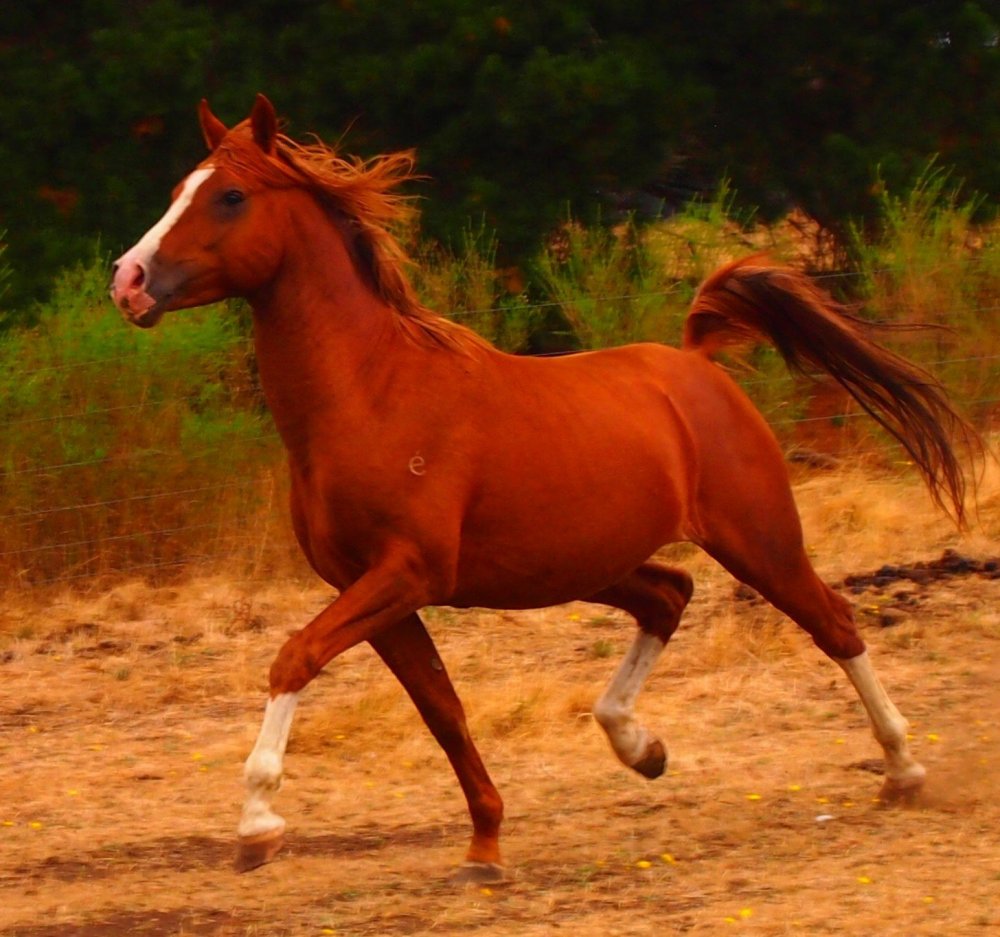 Арабская порода лошади рыжей масти